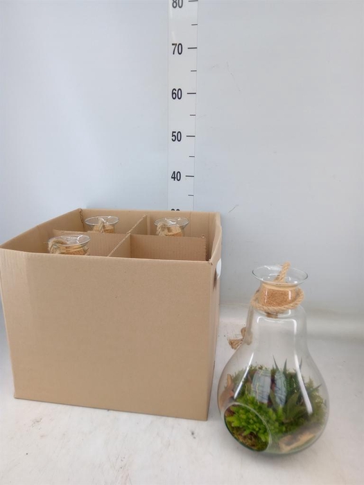 <h4>Arr. Kamerplant Groen H%</h4>