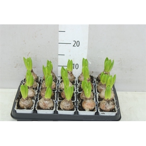 Hyacinthus White Pearl 1pp