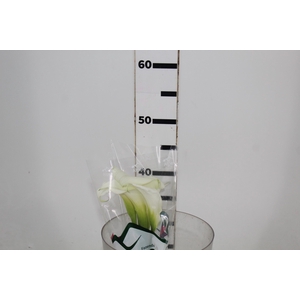 CALLA EXOTIC VENTURA