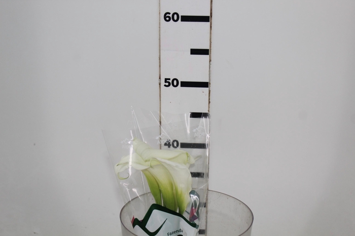 <h4>CALLA EXOTIC VENTURA</h4>