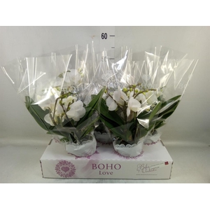 Phalaenopsis   ...white