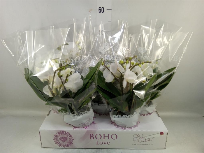 <h4>Phalaenopsis   ...white</h4>