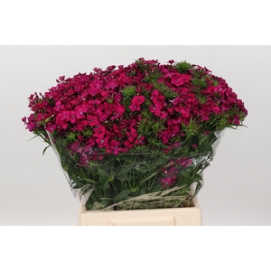 Dianthus Br Am Neon Cherry