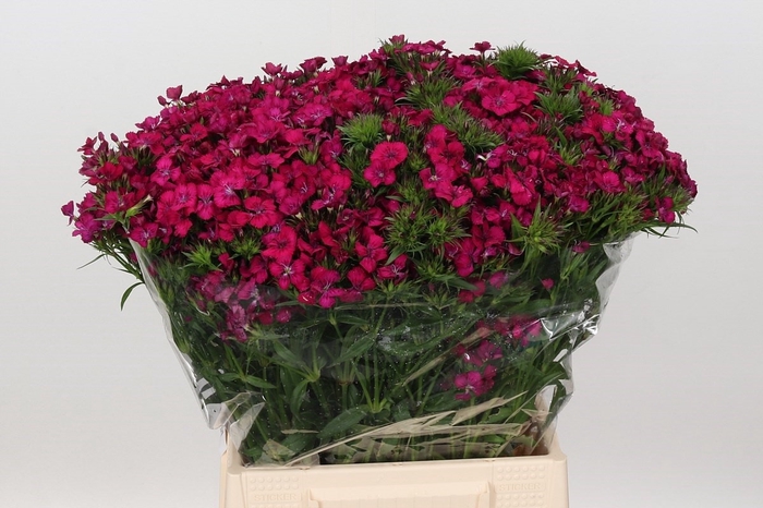 <h4>Dianthus Br Am Neon Cherry</h4>