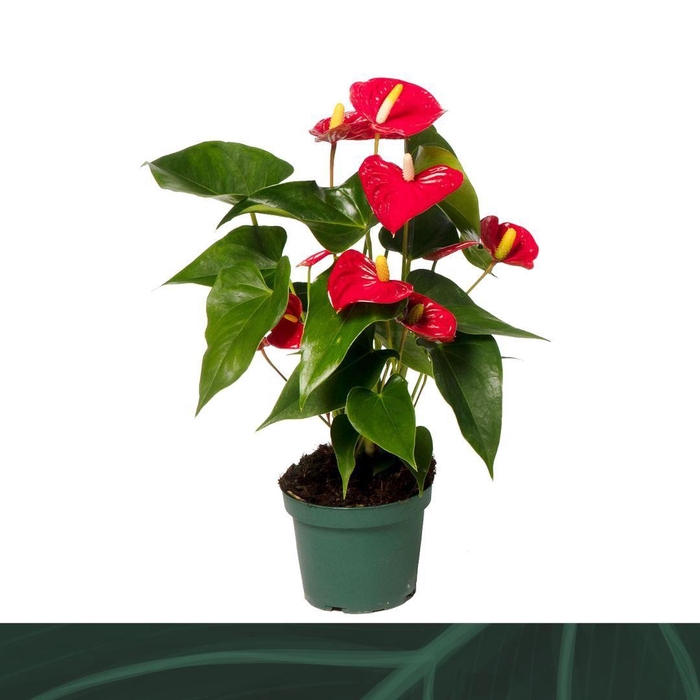 <h4>Anthurium Aristo 12cm</h4>