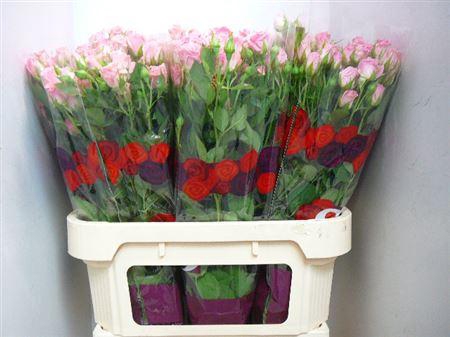 <h4>R Tr Odilia</h4>