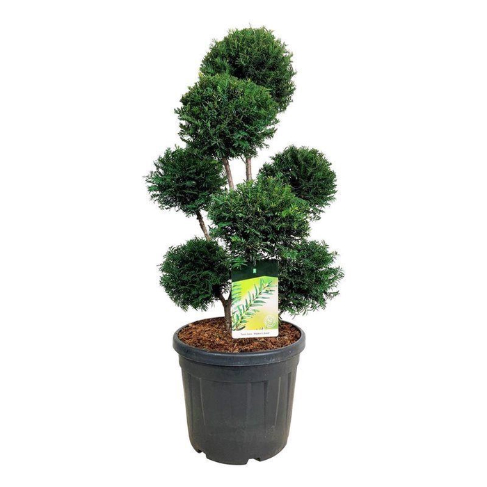 <h4>Taxus b. 'Höpken's Gigant'</h4>