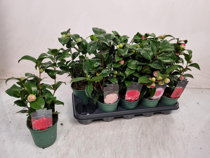 <h4>CAMELLIA JAPONICA</h4>