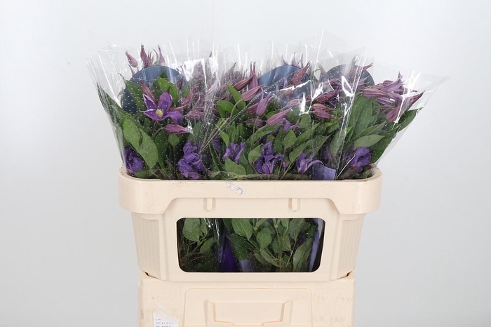 <h4>Clem Amazing Rome</h4>