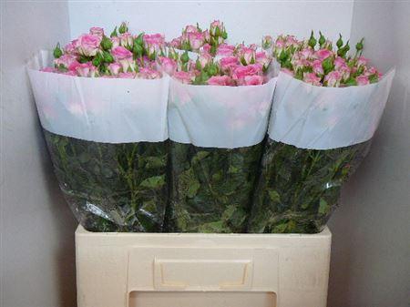 <h4>R Tr Tralala</h4>