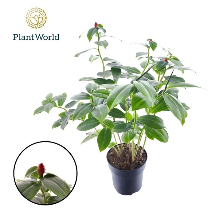 <h4>Costus Woodsonii</h4>