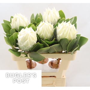 Protea Ayoba Arctic Ice