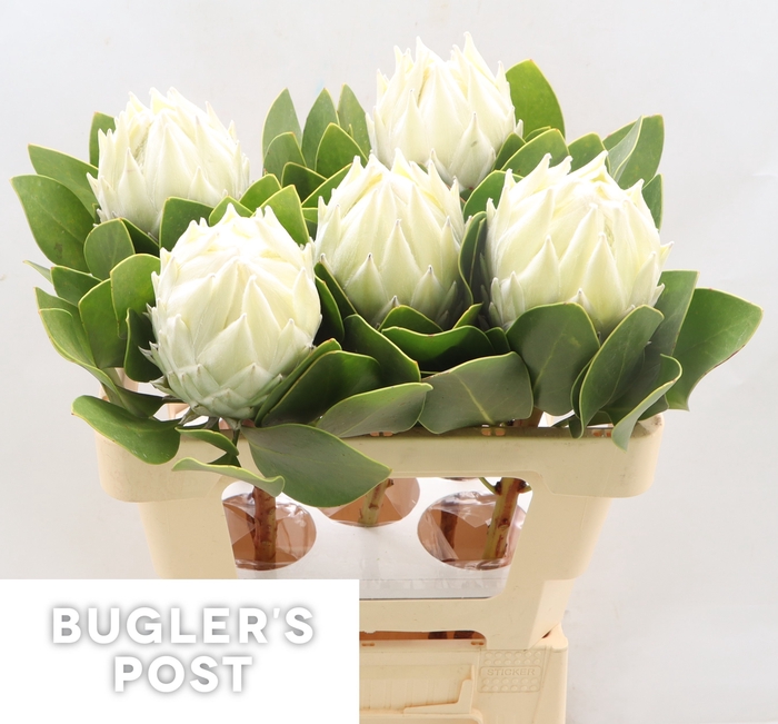 <h4>Protea Ayoba Arctic Ice</h4>