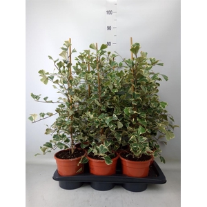 Ficus triangularis 'Sweetheart'