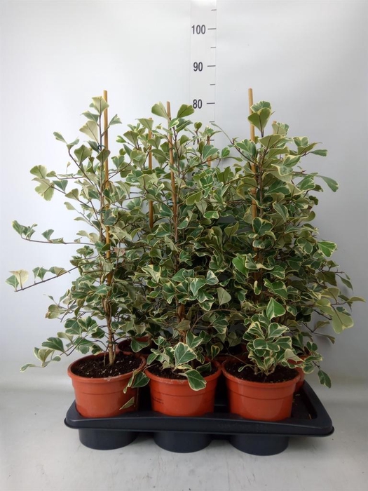 <h4>Ficus triangularis 'Sweetheart'</h4>