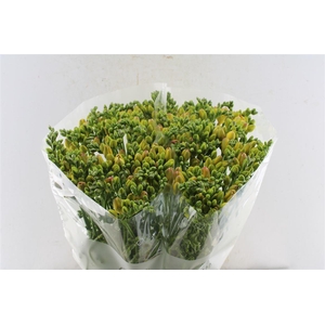 Fr En Wonderfull Brons