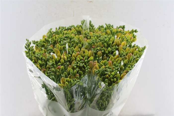 <h4>Fr En Wonderfull Brons</h4>