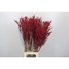 Bromelia Red Paloma