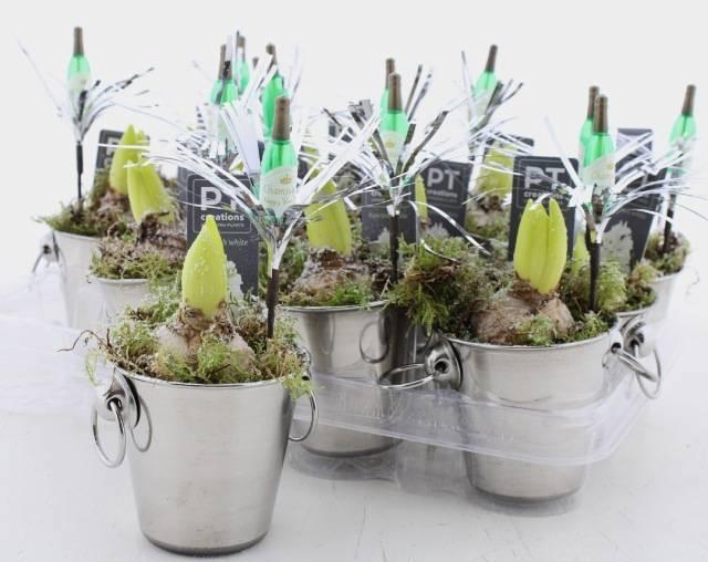 <h4>ARR HYACINTH</h4>