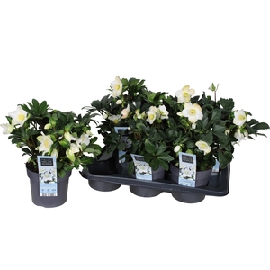 Hell Ni Chr Carol P17