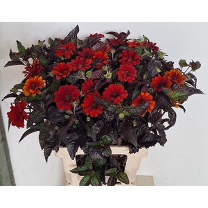 HELIOP RED SHADES