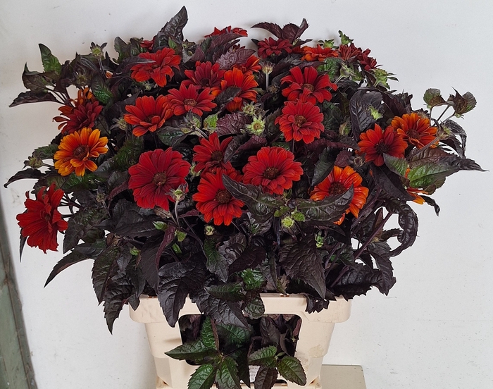 <h4>Heliopsis Red Shades MTS Kwinten</h4>