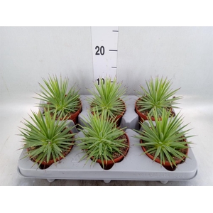 Agave stricta 'Nana'