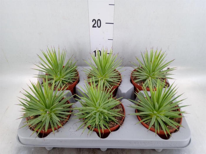 <h4>Agave stricta 'Nana'</h4>