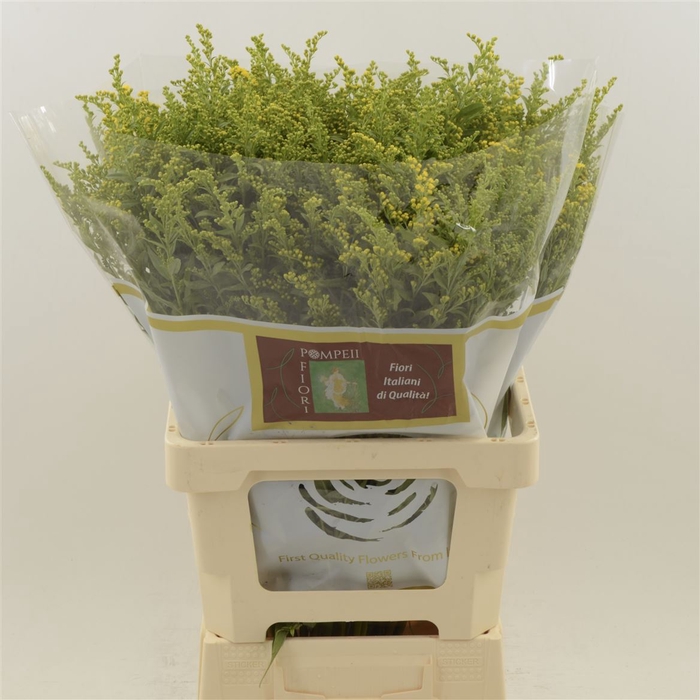 <h4>Solidago Golden Glory</h4>