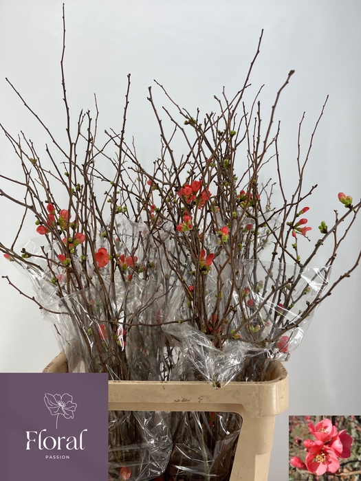 <h4>CHAENOMELES SUPERBA</h4>