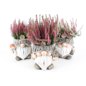 arr4 Outdoor PL - Ker. trol XL calluna