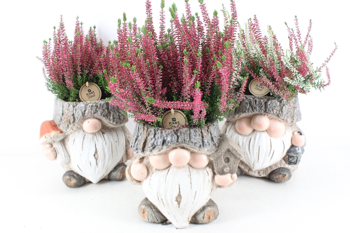 <h4>arr4 Outdoor PL - Ker. trol XL calluna</h4>