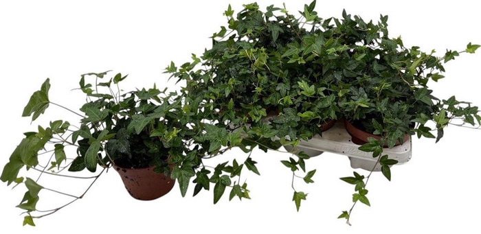 <h4>.Hedera helix shamrock</h4>