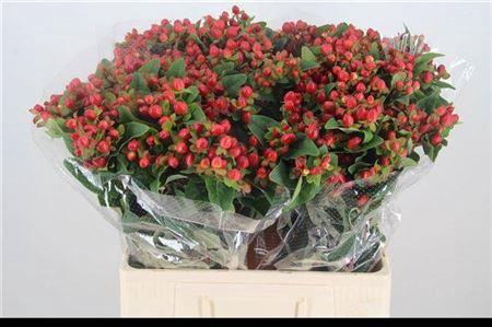 <h4>Hyp Mag Triumph</h4>