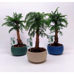 Araucaria Cunninghamii Bonsai 'Lily' 18 cm