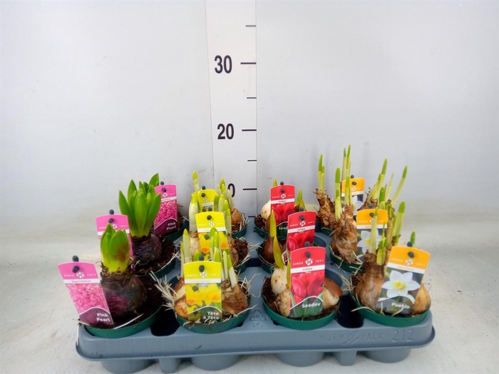 <h4>Bolbloemen   ...mix</h4>