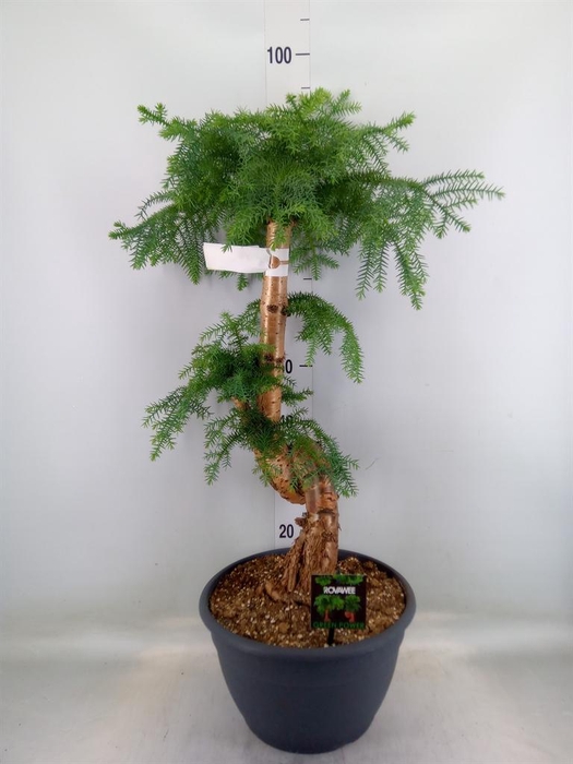 <h4>Araucaria   ...</h4>