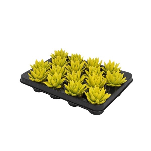 <h4>Echeveria coloured yellow</h4>