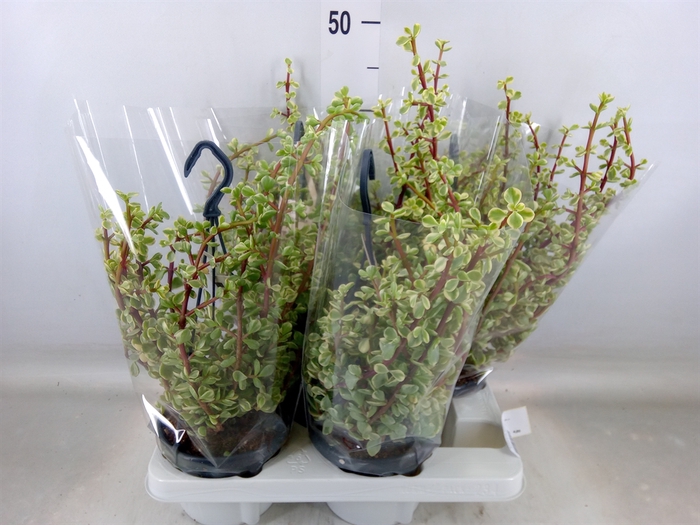 <h4>Portulacaria afra 'Variegata'</h4>