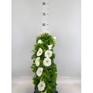 Perkplanten   ...sorted   [Bedding]