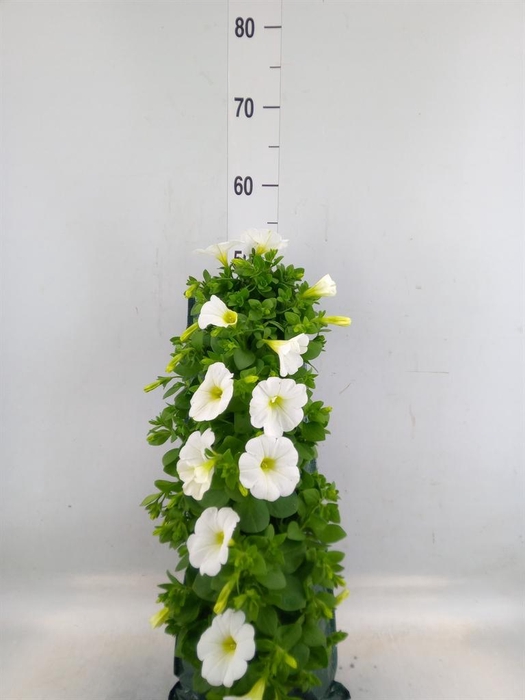 <h4>Perkplanten   ...sorted   [Bedding]</h4>