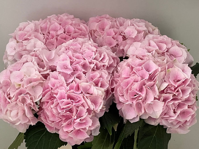 <h4>HYDR M MY PINKTOU RZ</h4>