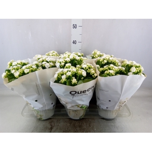 Kalanchoe  'RoseFlow Greta'