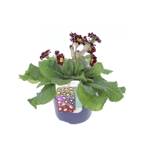 Primula elatior Veristar Wine Rose Silver Laced