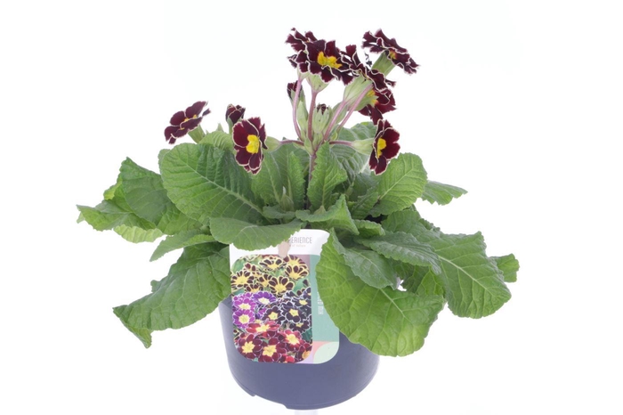 <h4>Primula elatior Veristar Wine Rose Silver Laced</h4>