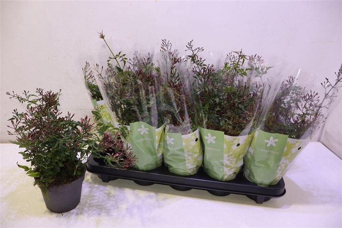 <h4>arr8 Jasm Polyanthum Roze</h4>