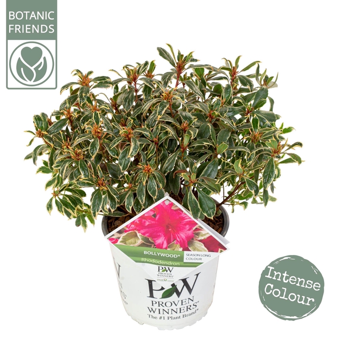 <h4>Rhododendron 'Bollywood' ®</h4>