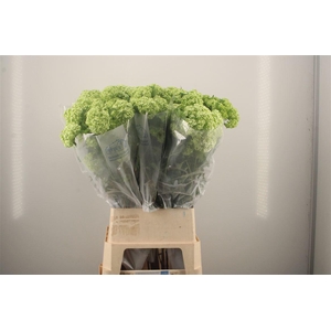 Viburnum Roseum St 4+