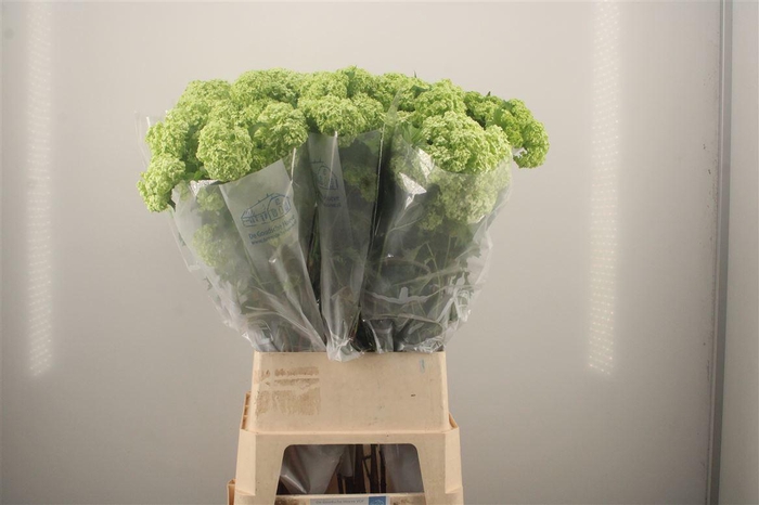 <h4>Viburnum Roseum St 4+</h4>