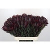 Leucadendron Saf Sunset Dark R.